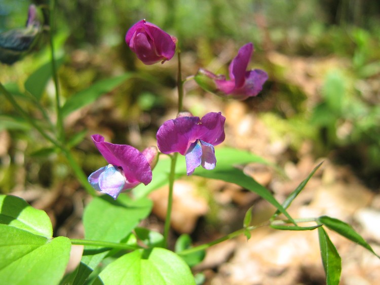 Lathyrus vernus